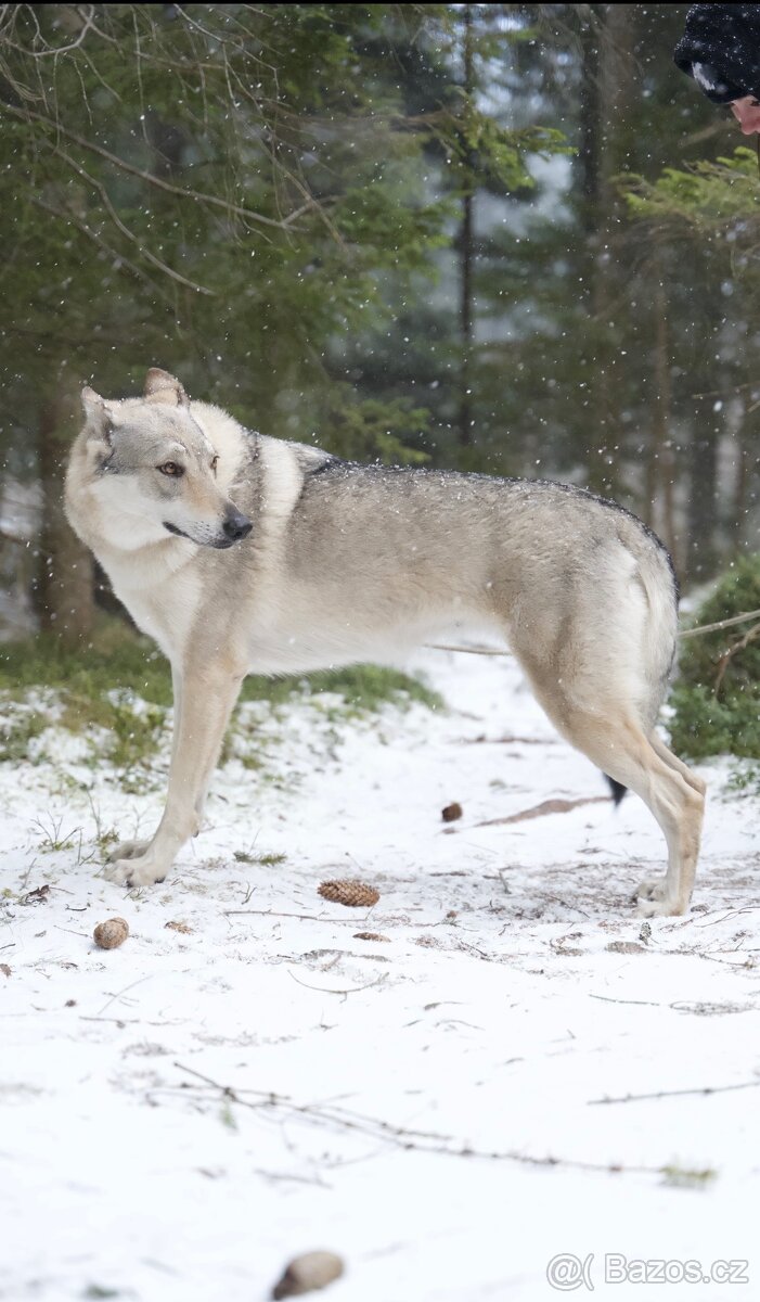 Československý Vlčiak s PP - 4