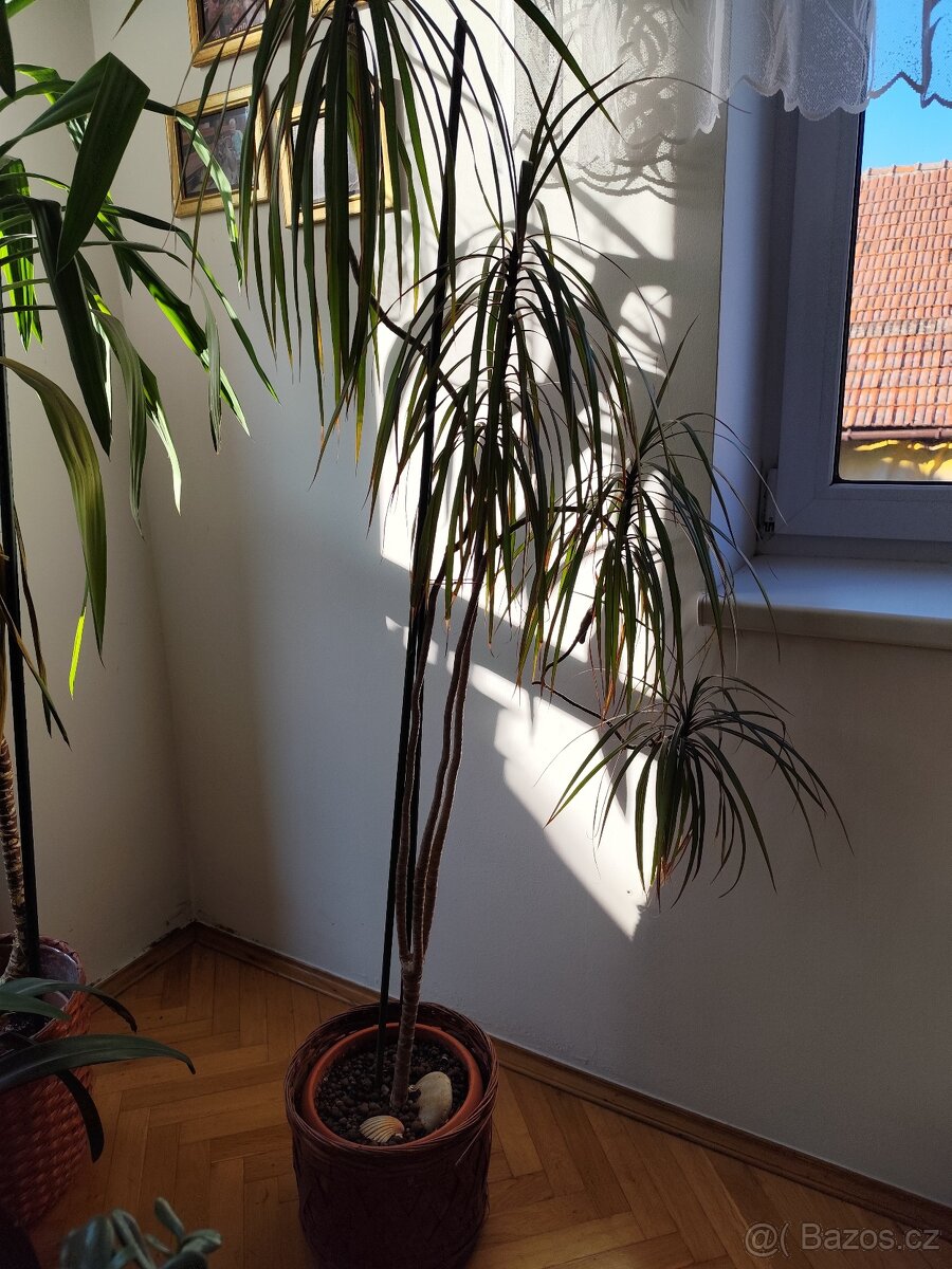 Pokojové rostliny - 4