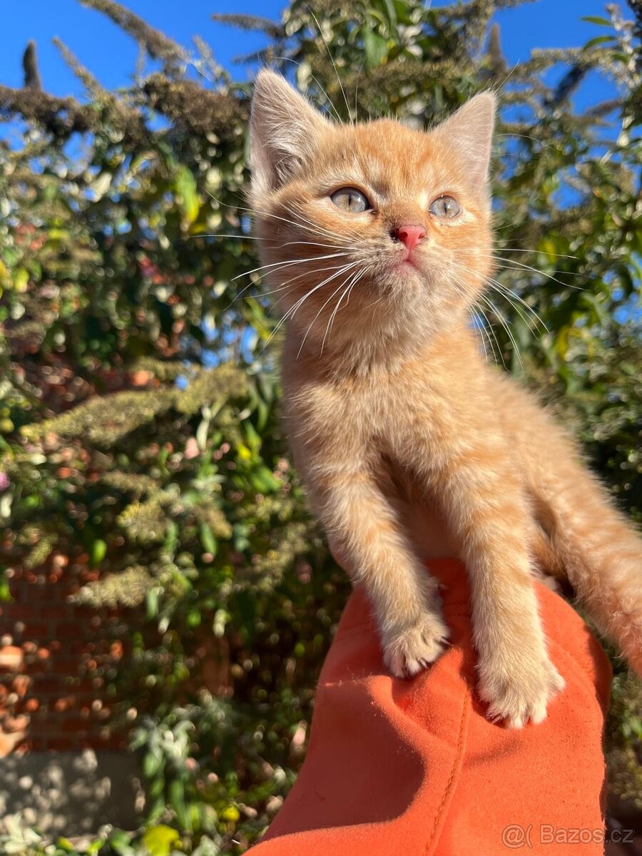 Daruji krásná koťátka - 4