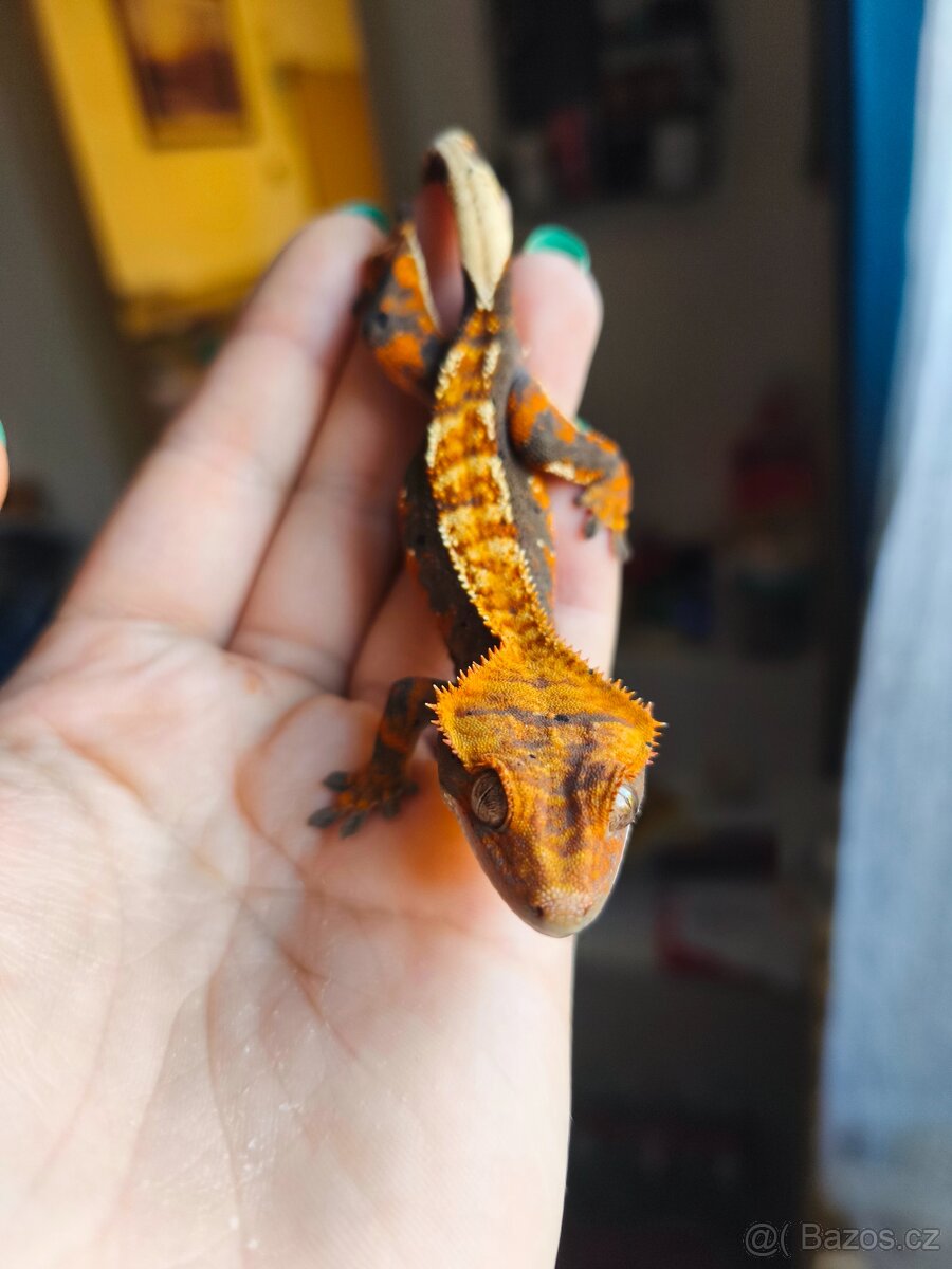 Pagekon řasnatý 1.0 - 4