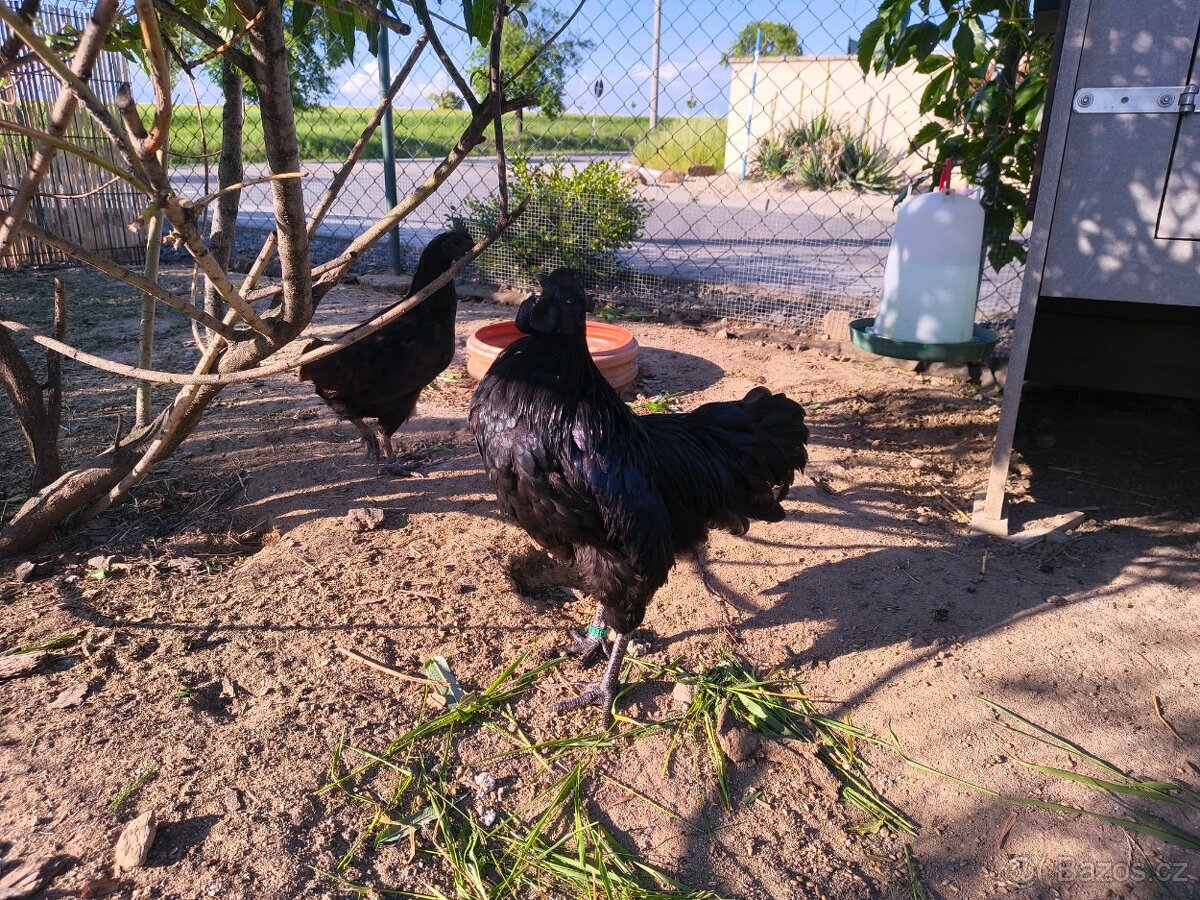 Ayam Cemani kohout a 2 slepice - 4
