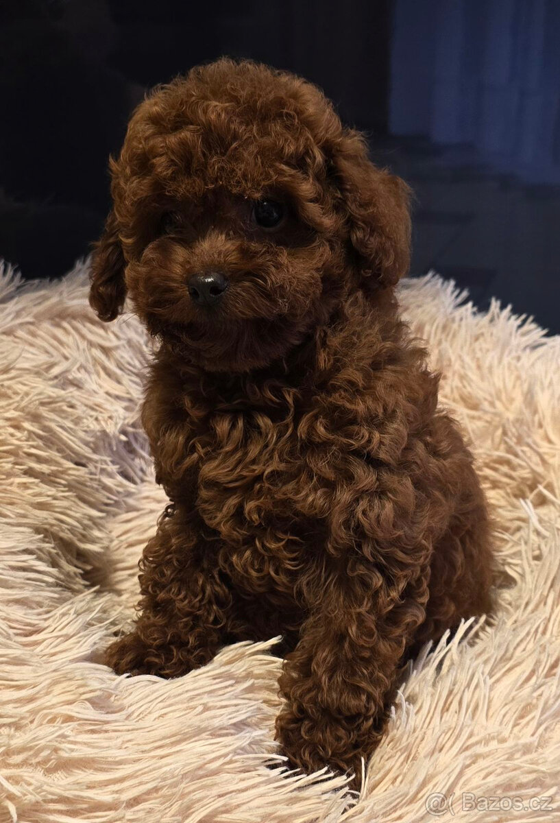 pudel 100% toy Red Braun - 4