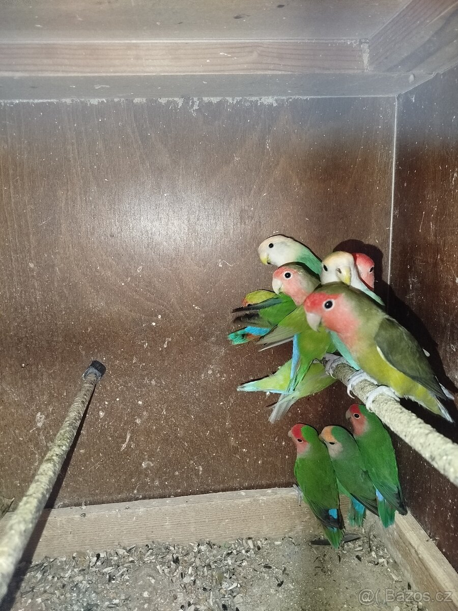 Agapornis růžohrdlý - 4