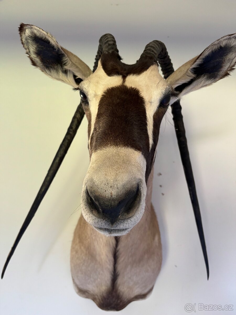 NÁDHERNÁ LOVECKÁ TROFEJ - Přímorožec jihoafrický (oryx) - AF - 4