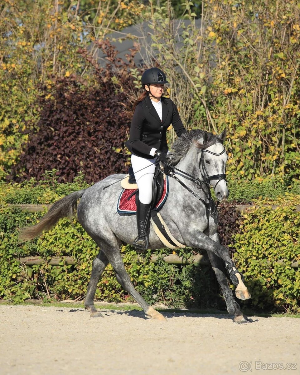 Sportovní valach - 4