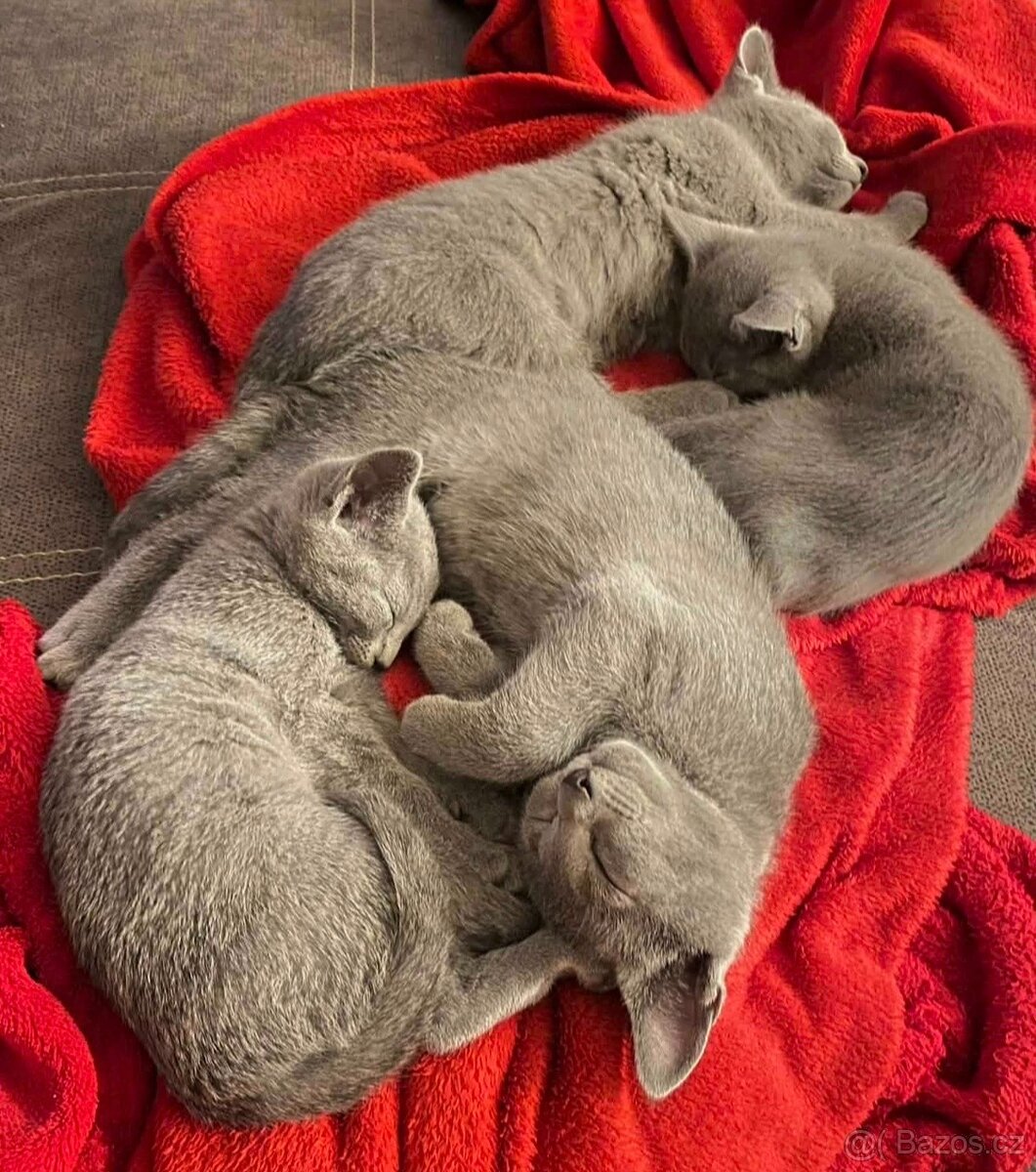 Ruská modrá koťátka s PP - 4