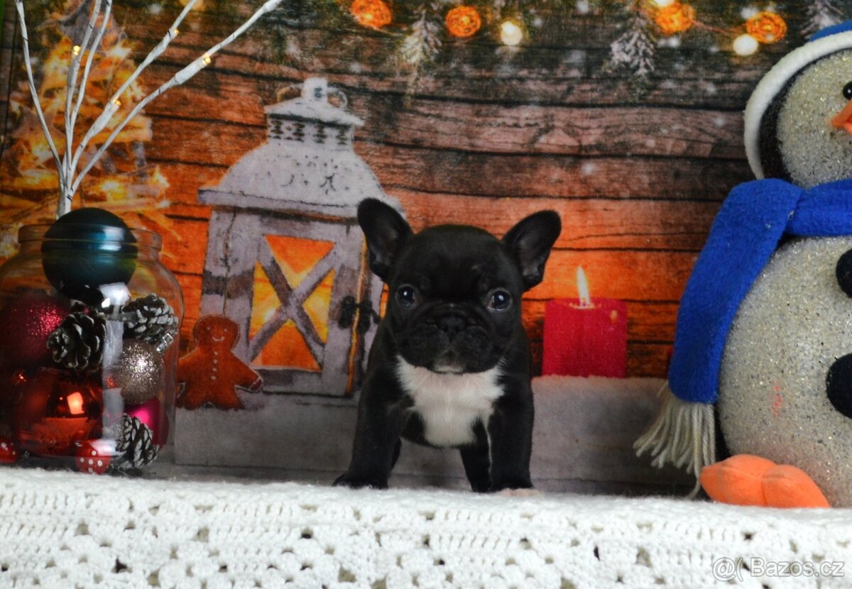 Francouzsky buldoček s PP/French bulldog - 4