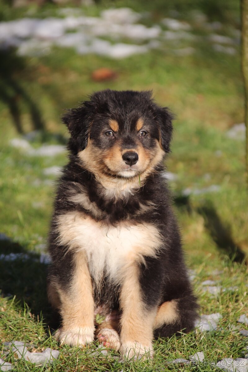 Australských ovčák s PP - 4