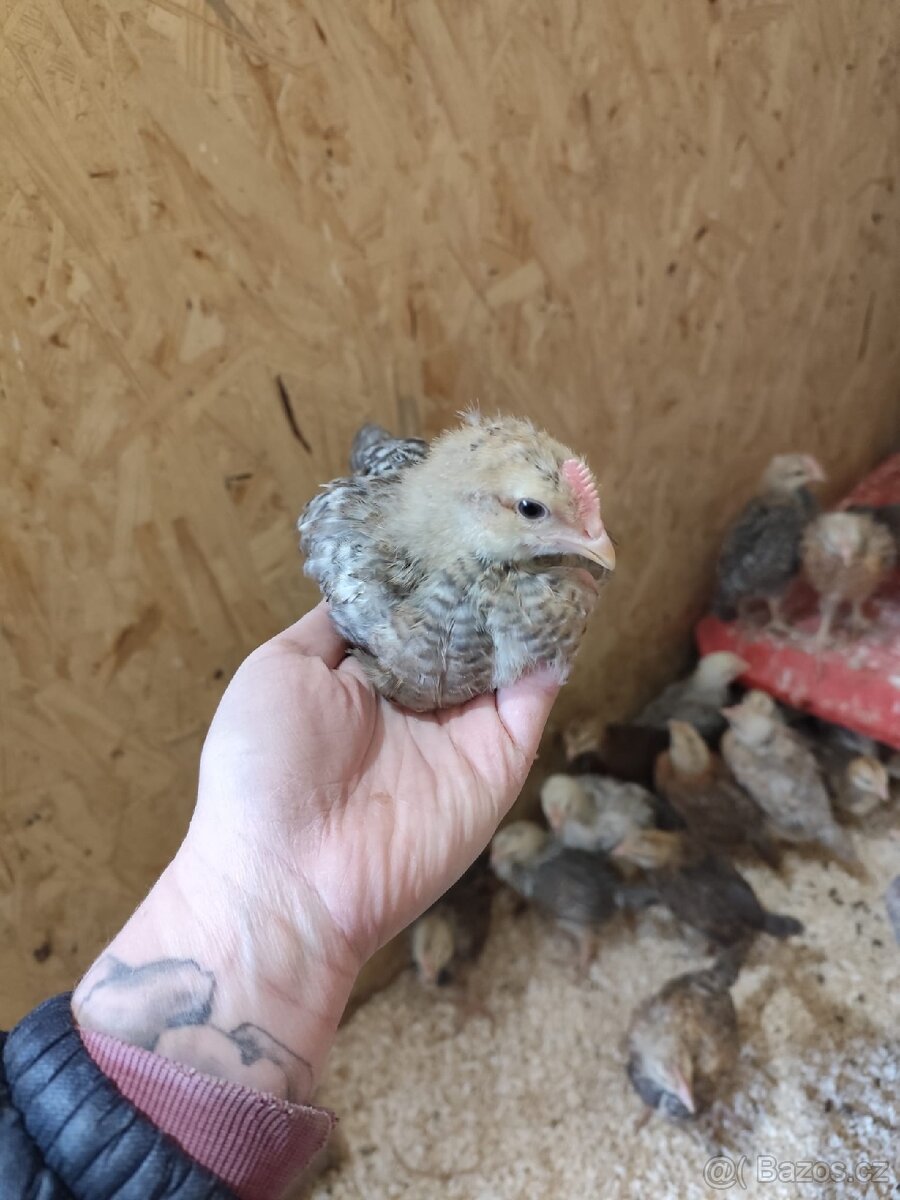 Prodám kuřata - 4