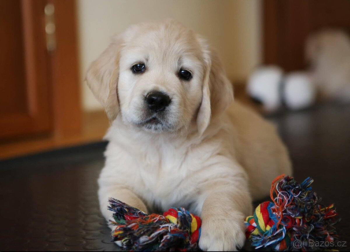 Zlatý Retrívr - 4