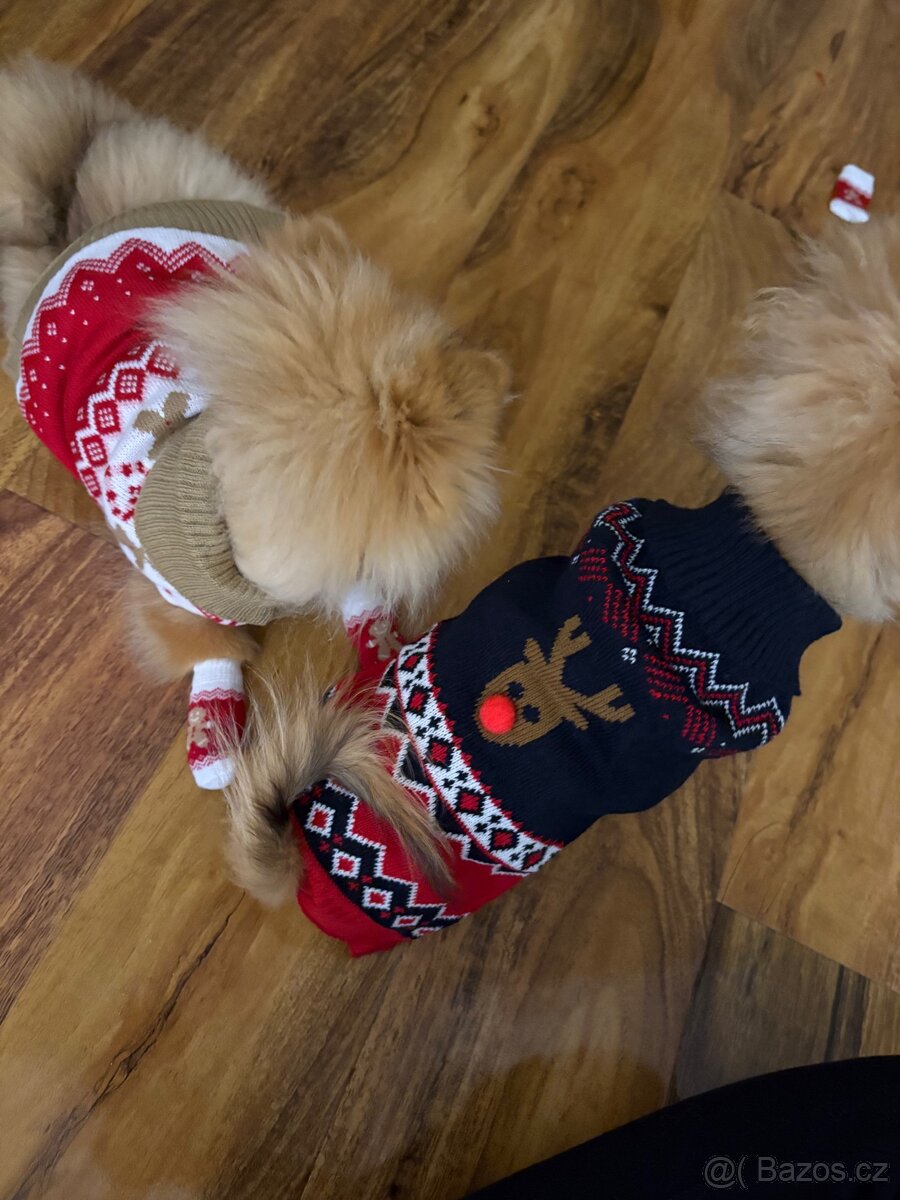 Štěňata (Pomeranian) - 4