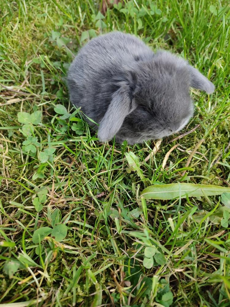 Zakrslý králíček beránek - 4