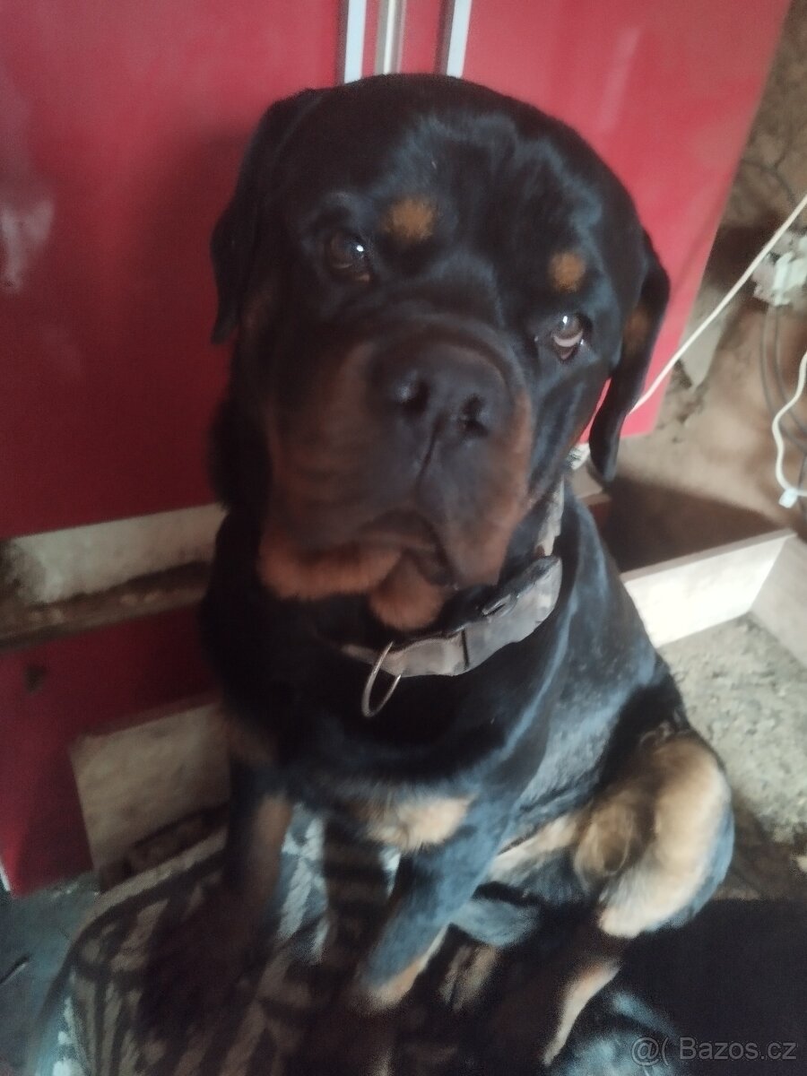 Štěňata rotvajlera - 4