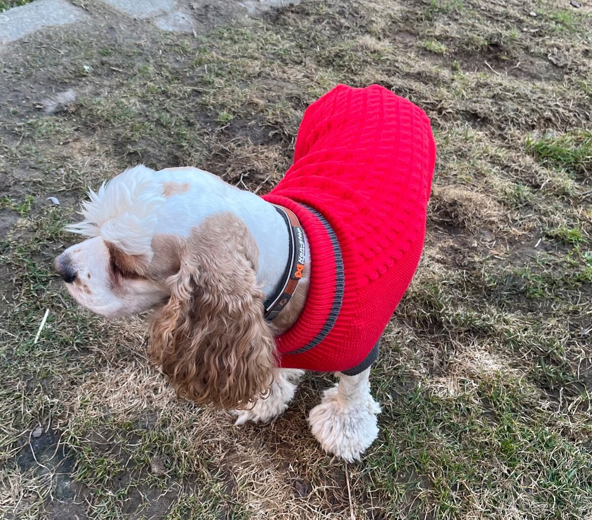 Svetřík pro pejska - 4