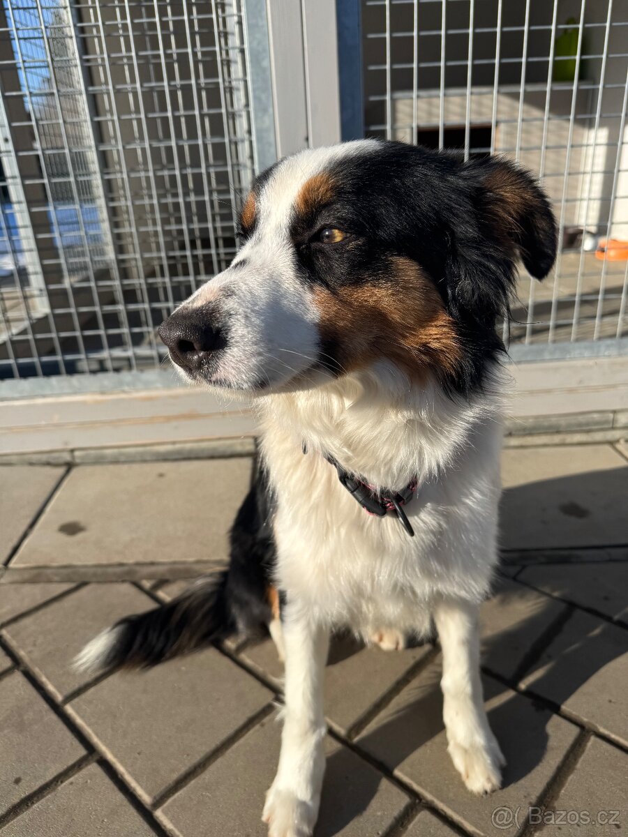 Štěňátka border kolie - 4