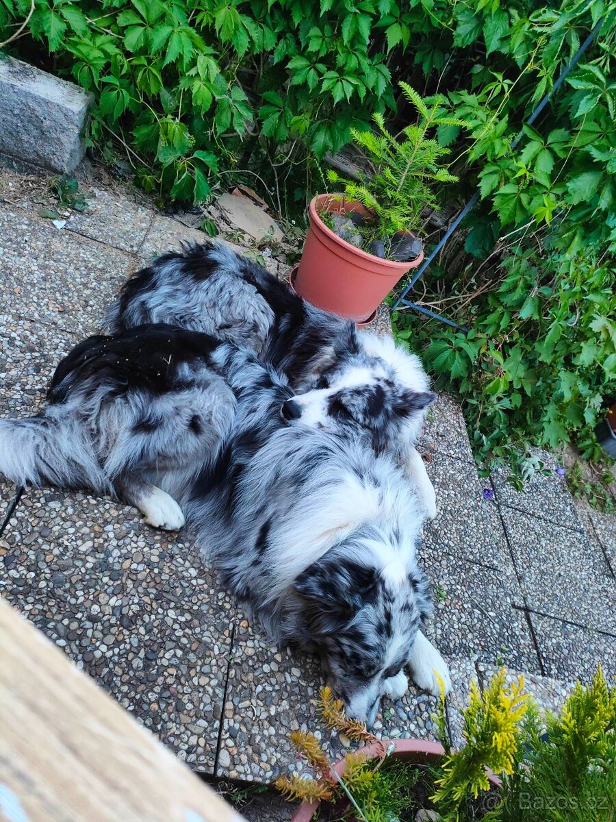 Border kolie -krytí - 4