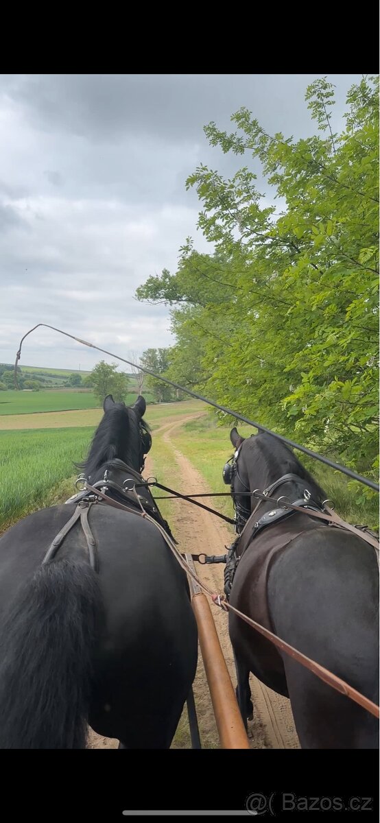 Starokladrubský vraník 14 let - 4