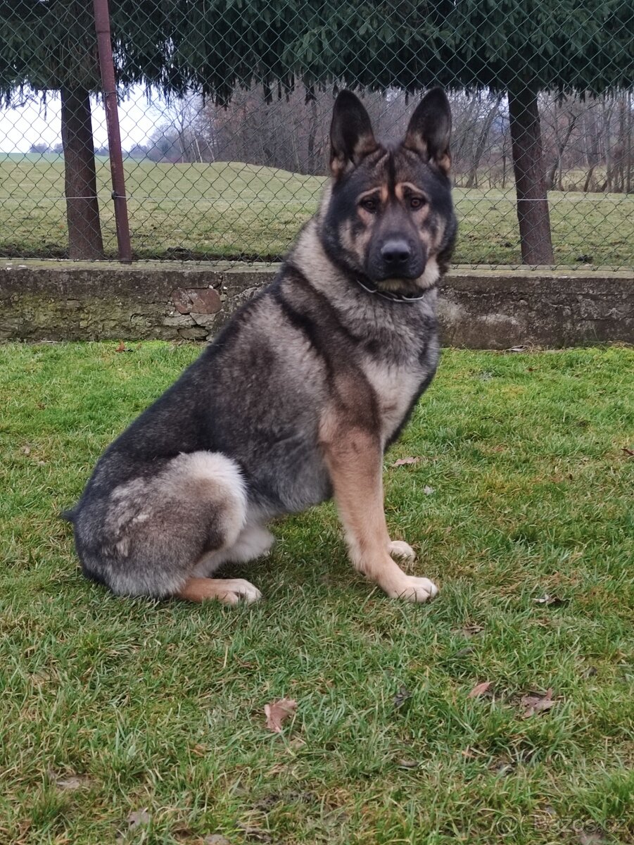 Německý ovčák fena - 4