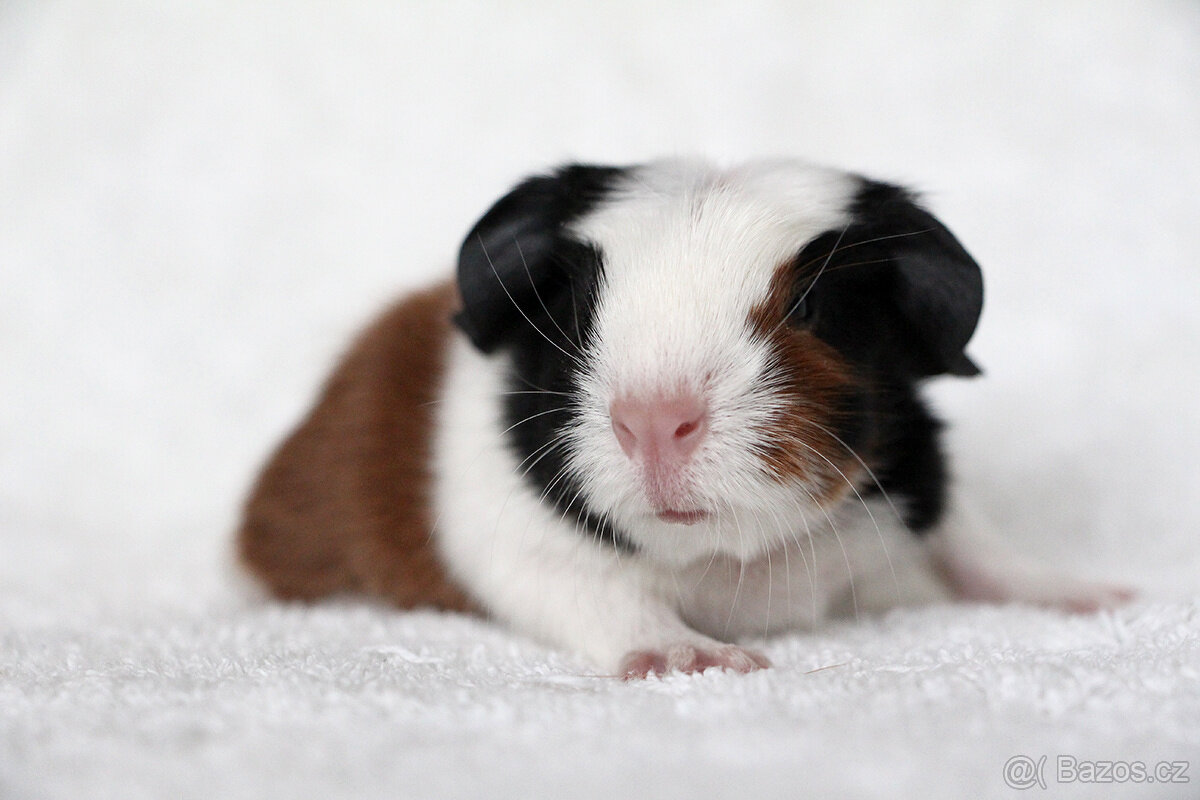 Krátkosrsté morče, morčátko, morčata s PP - 4