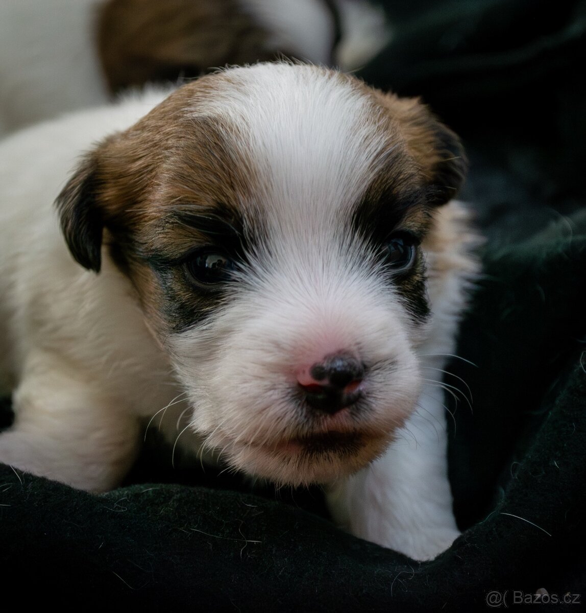 Jack Russell Terrier s PP - 4