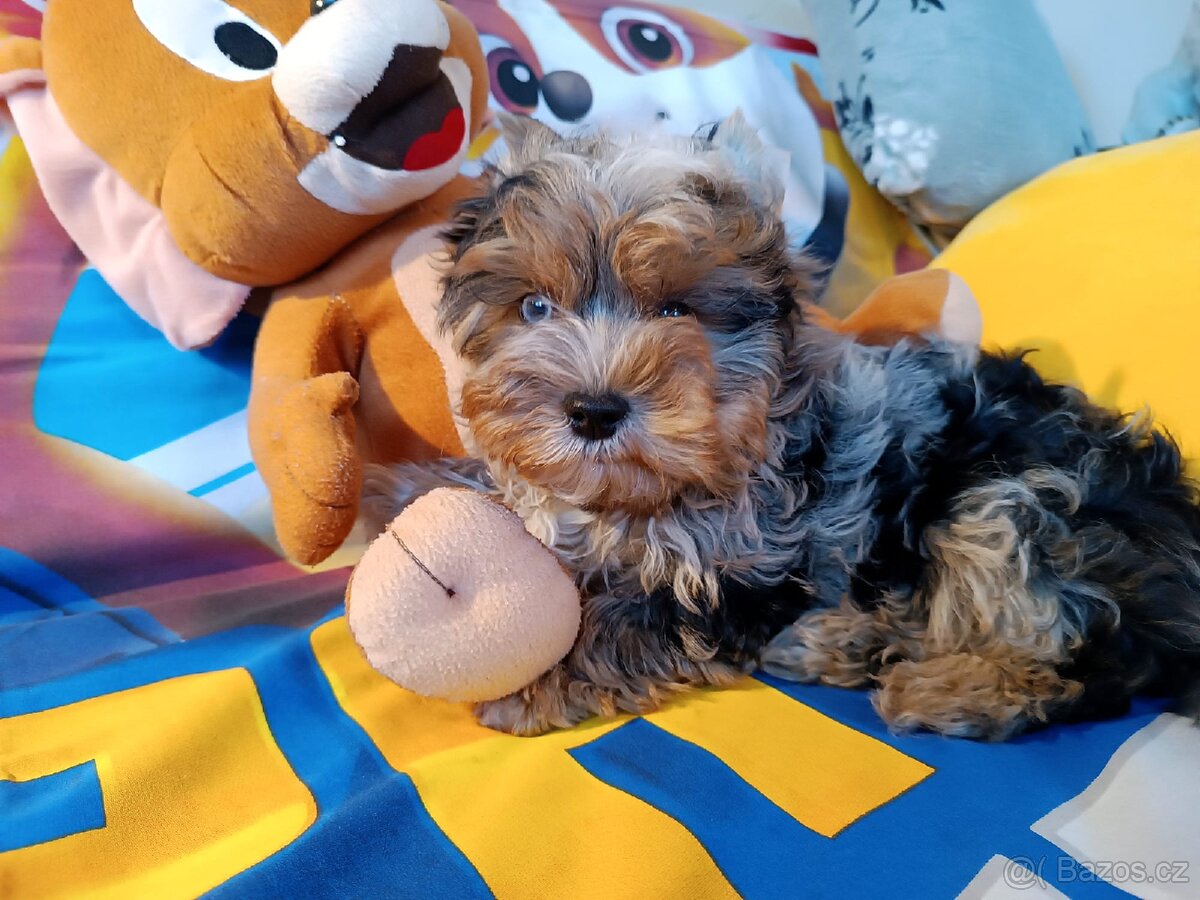 Jorkšírský teriér - 4