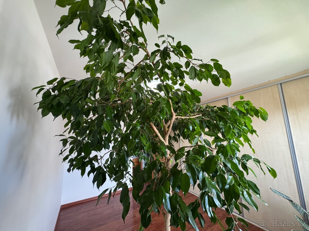 Strom Ficus Benjamin - 4