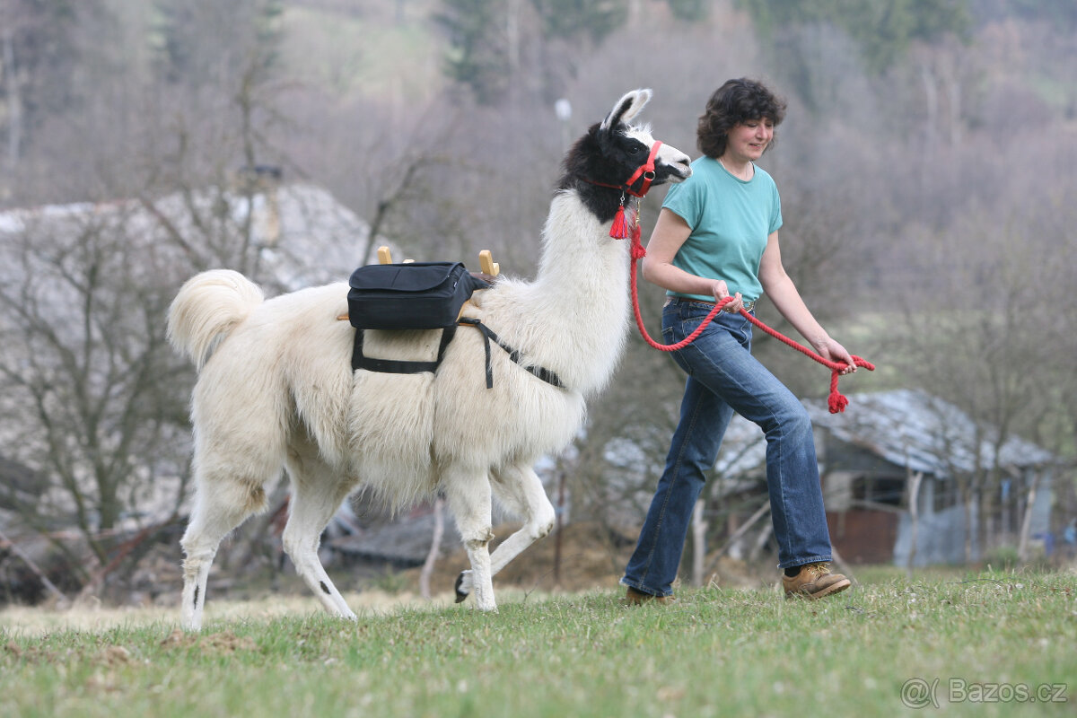 Lama krotká - 4