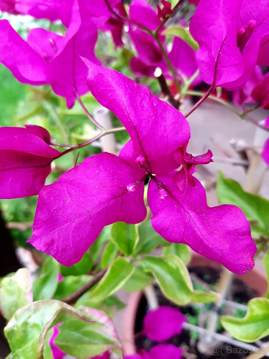 Bougainvillea, Bouga, keře, subtropické rostliny SLEVA - 4