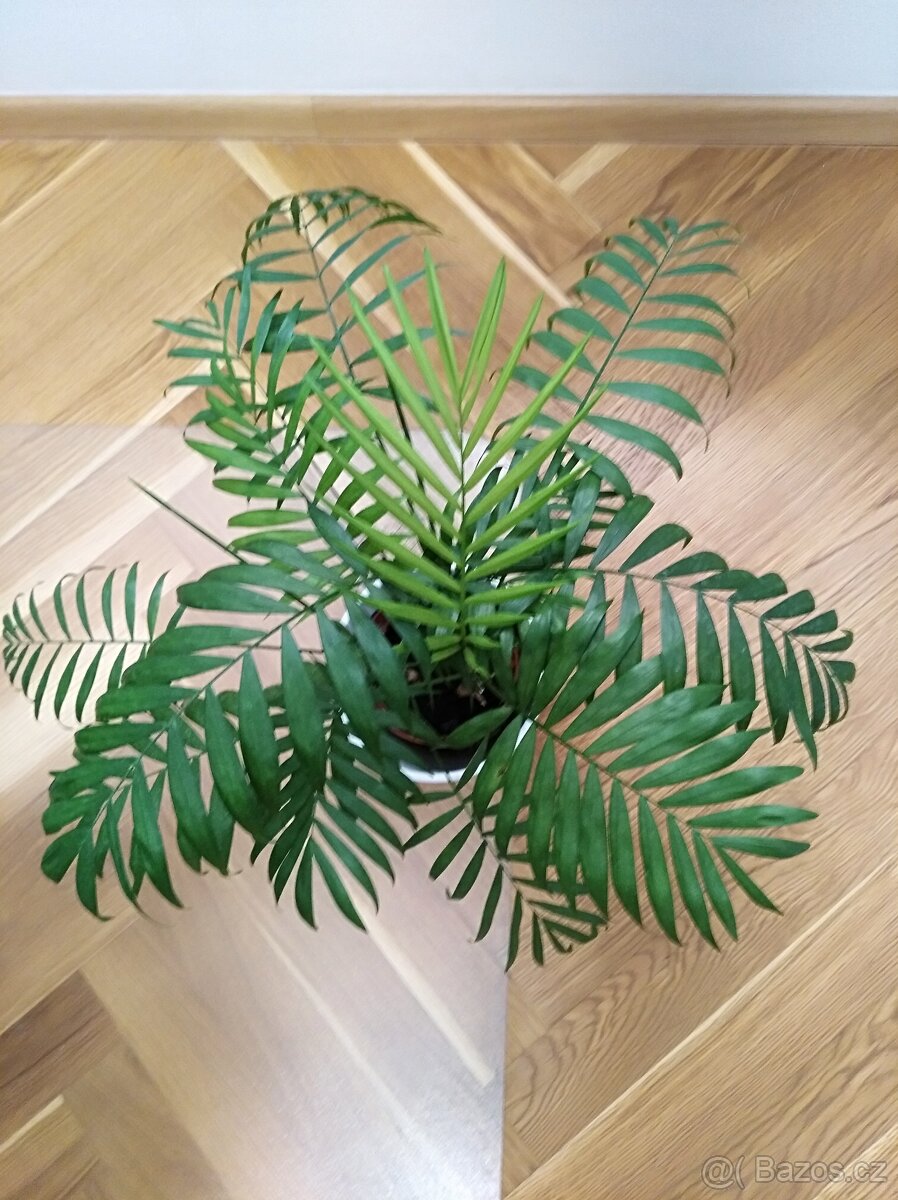PALMA HORSKÁ - Chamaedorea elegans - 4