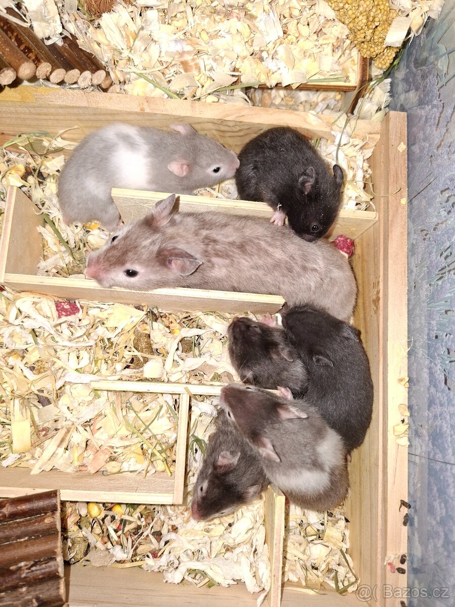 Syrský křeček - 4