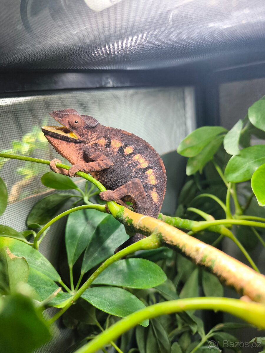 Chameleon pardáli - 4