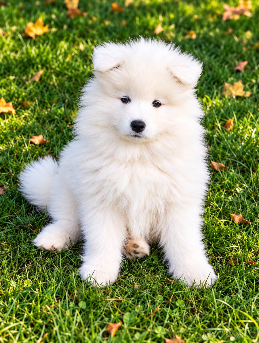 Samojed s PP - štěňátka - 4