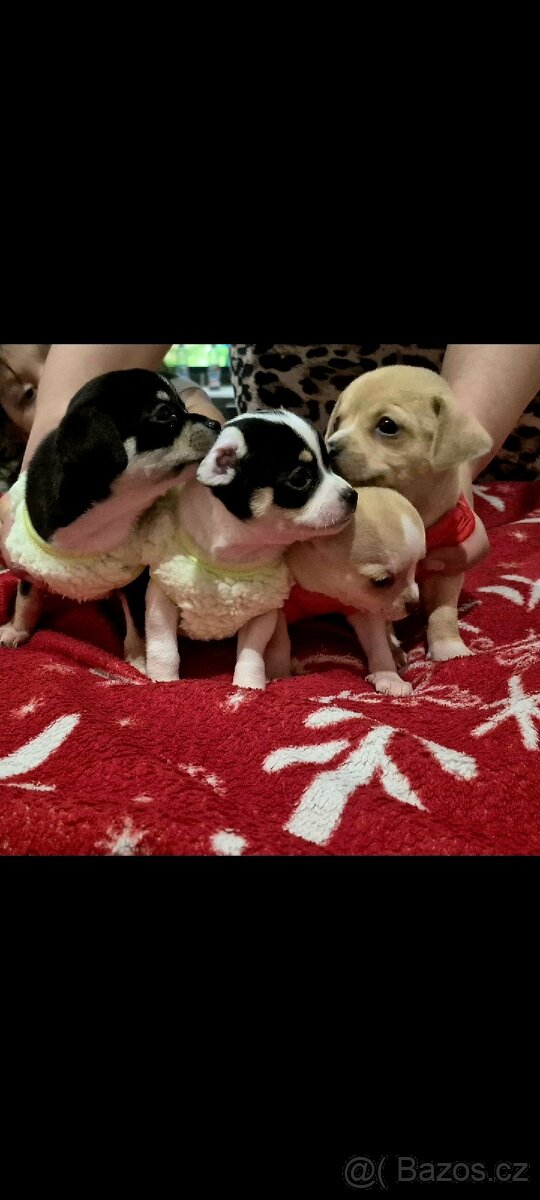 Čivava mini štěňata bez pp - 4