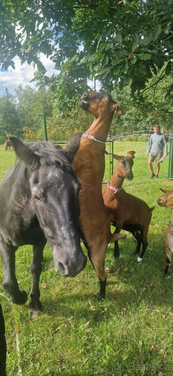 Anglonubijské kozy AN za symbolickou cenu - 4