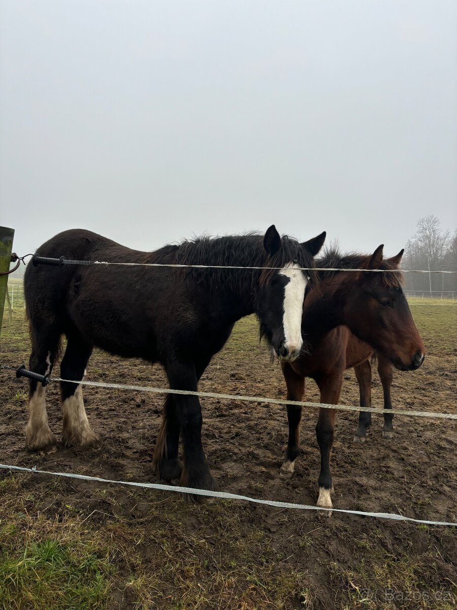 Prodej, výměna IC klisny - 4