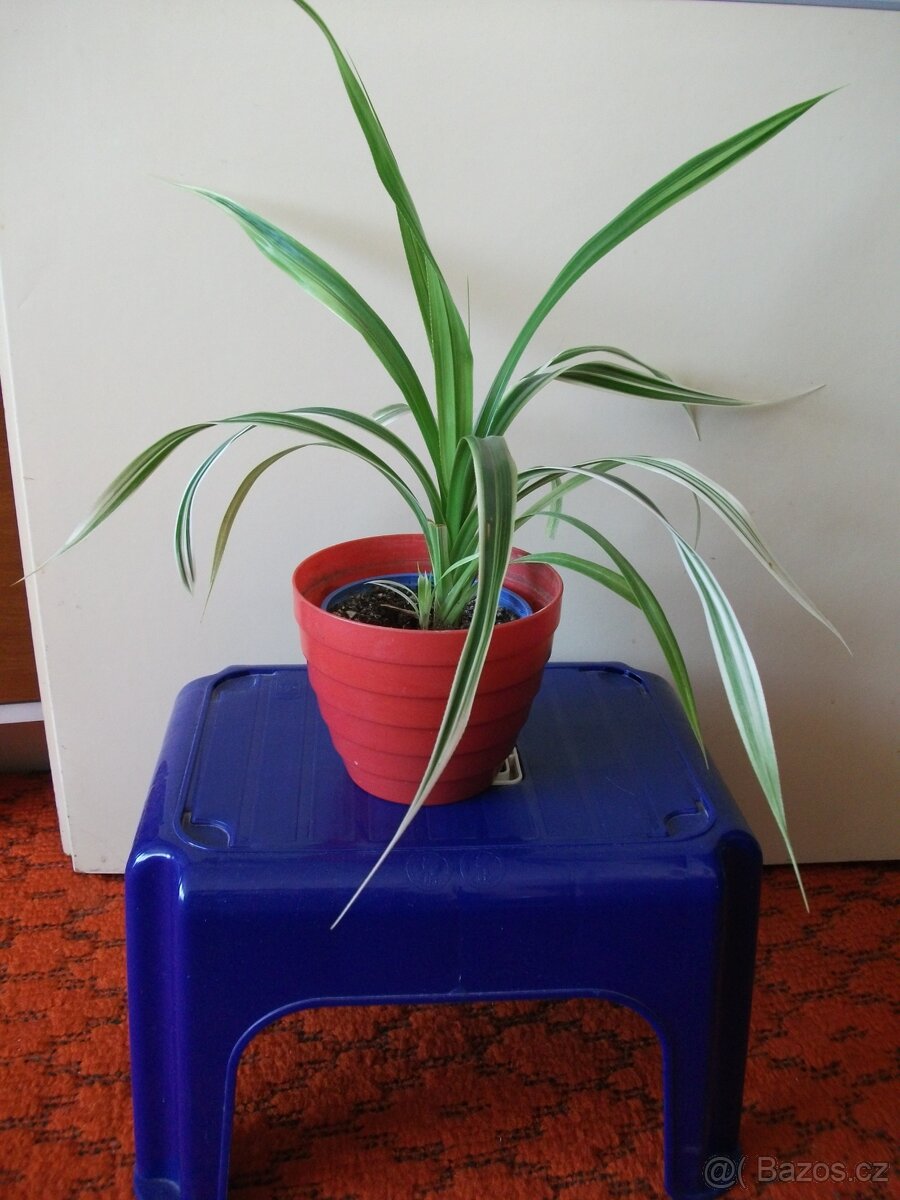 Malé pokojové květiny - 4