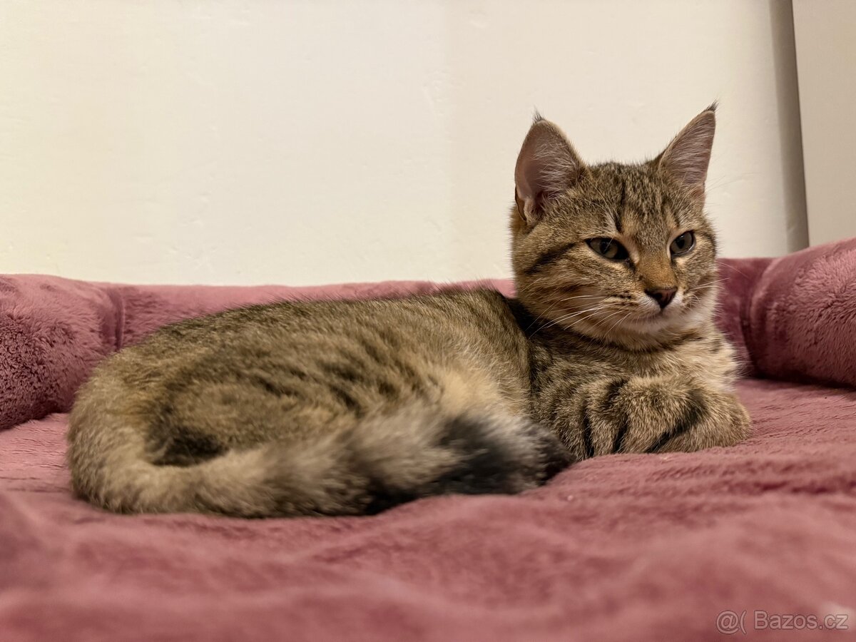 Kocourek Bobek - 5 měsíců. - 4