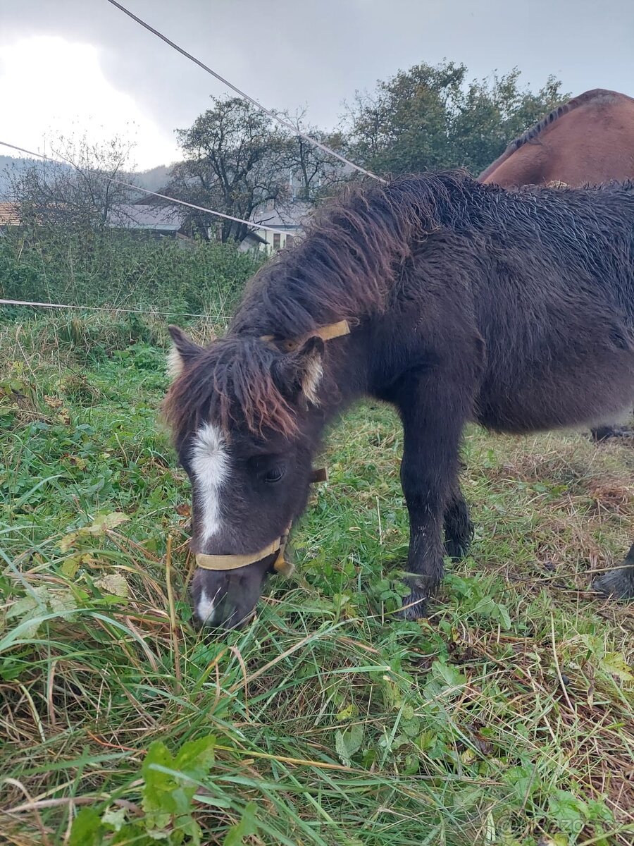 Úžasný poník - 4