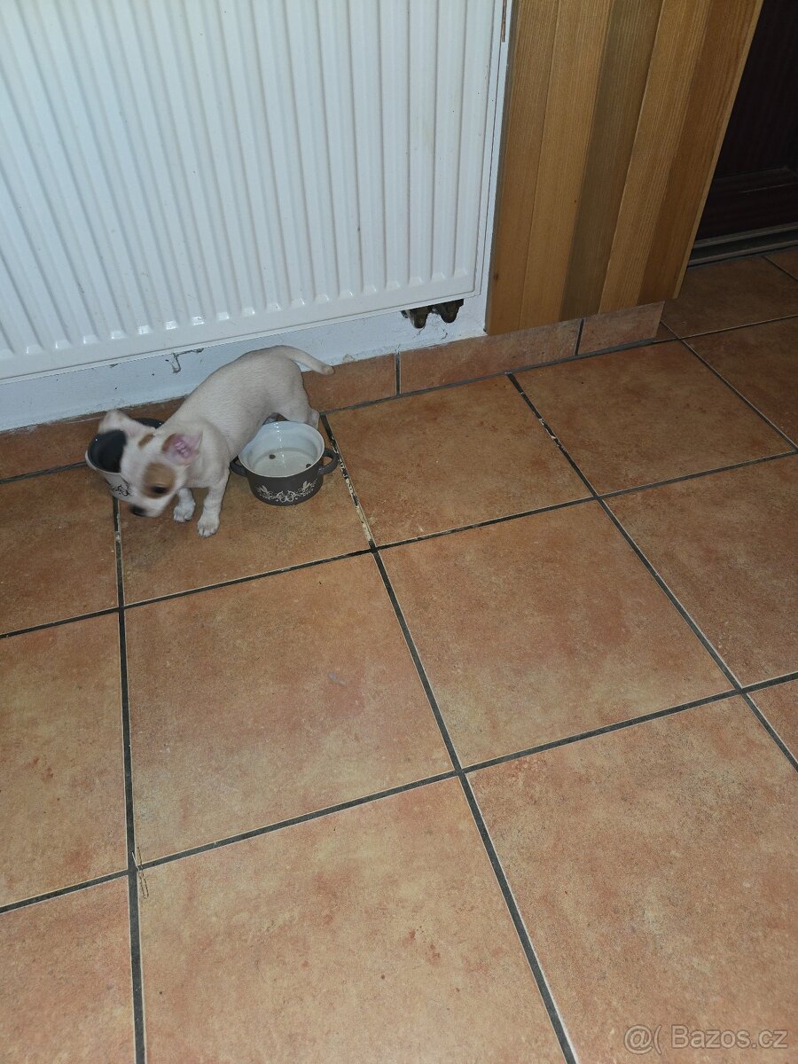 ČIVAVA KRÁTKOSRSTÁ slečna - 4