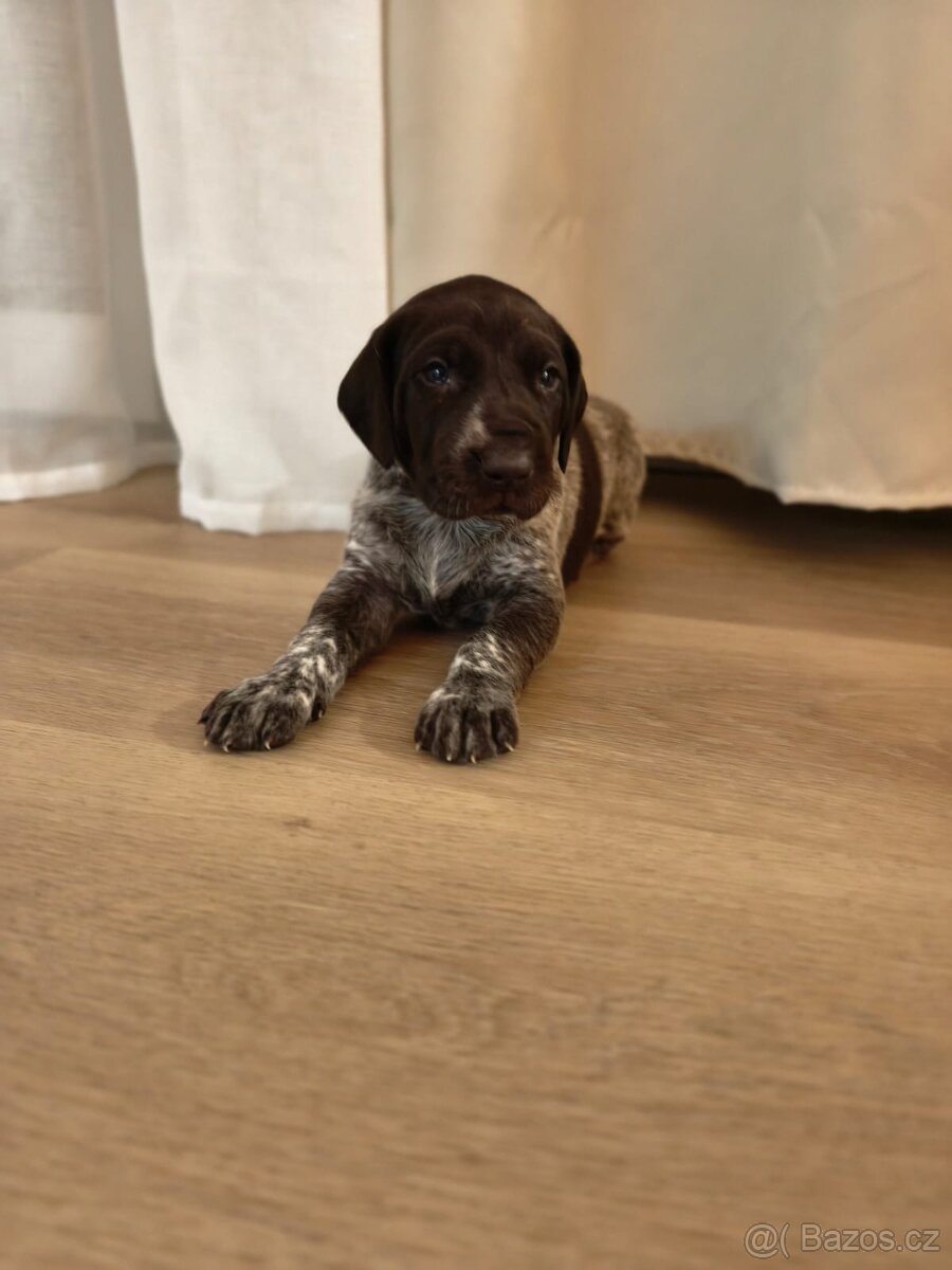 Německý krátkosrstý ohař - 4