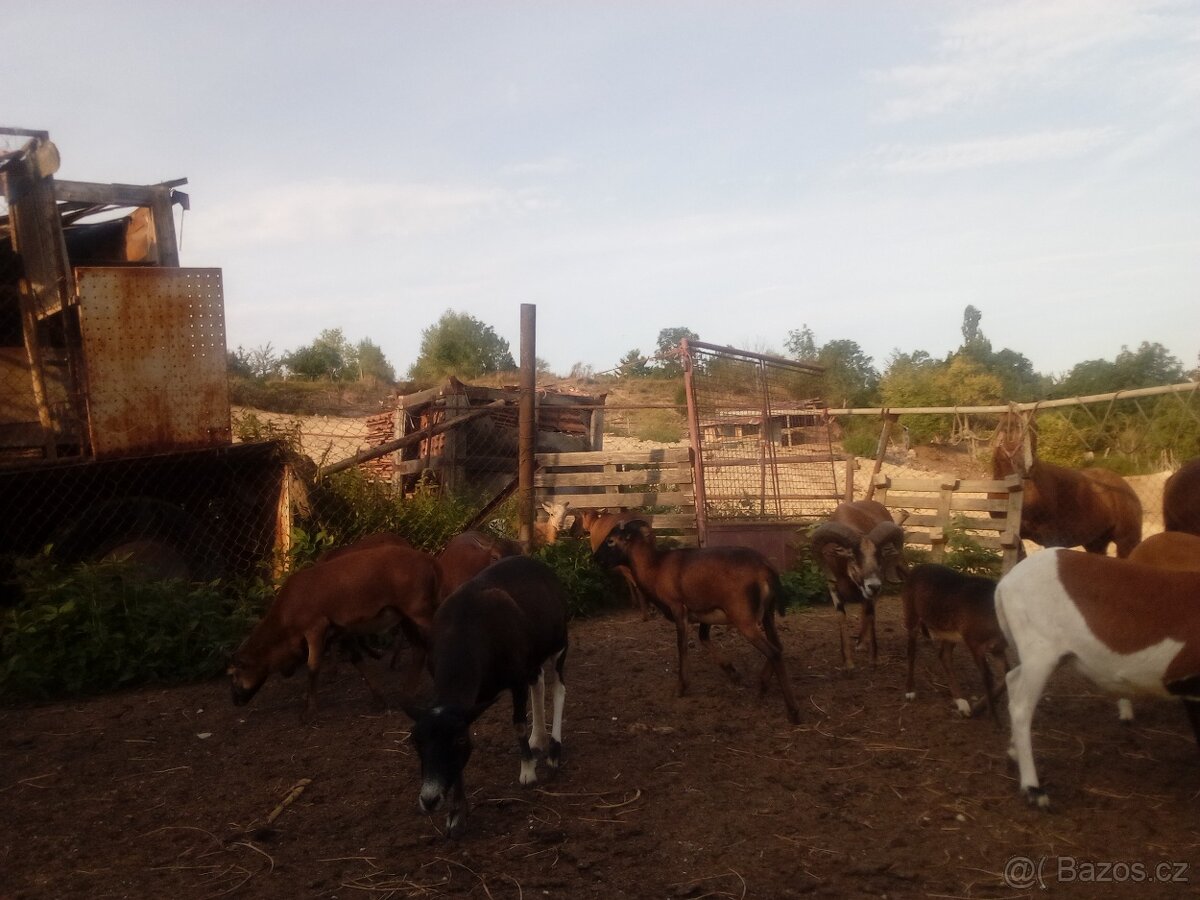 Prodám jehňata ovce kamerunske - 4