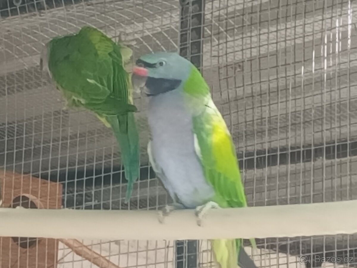 Prodám alexandry čínské - 4