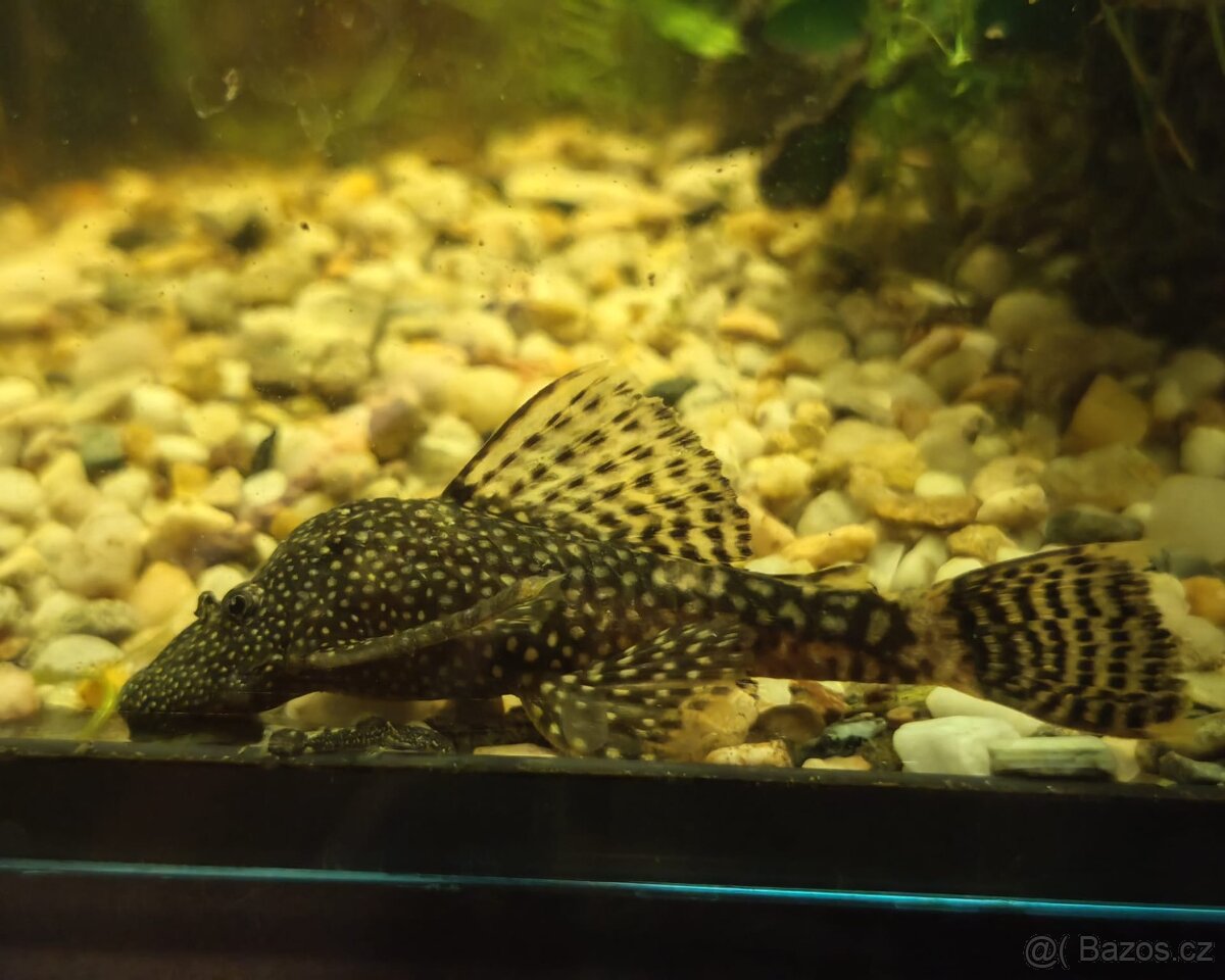 Krunýřovec Ancistrus - 4