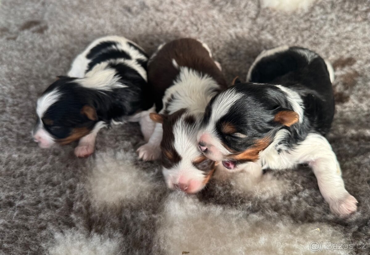 Biro a biewer, IHR rodokmen - 4