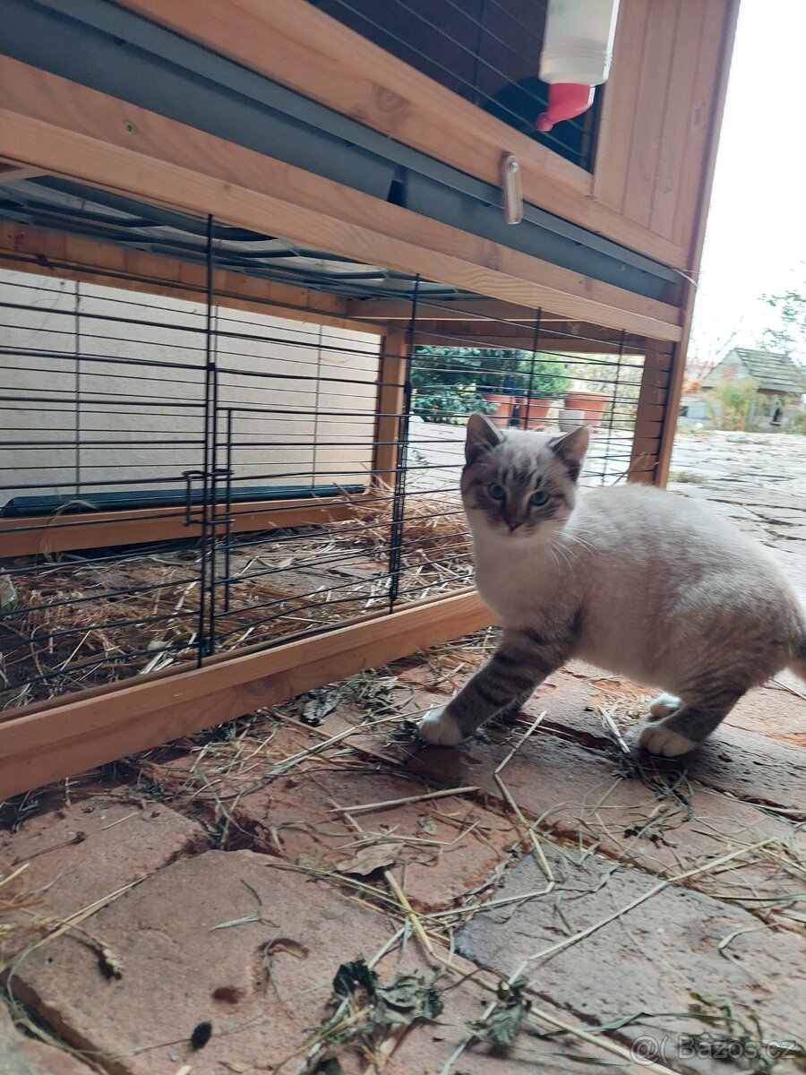 Koťátka zdarma - 4