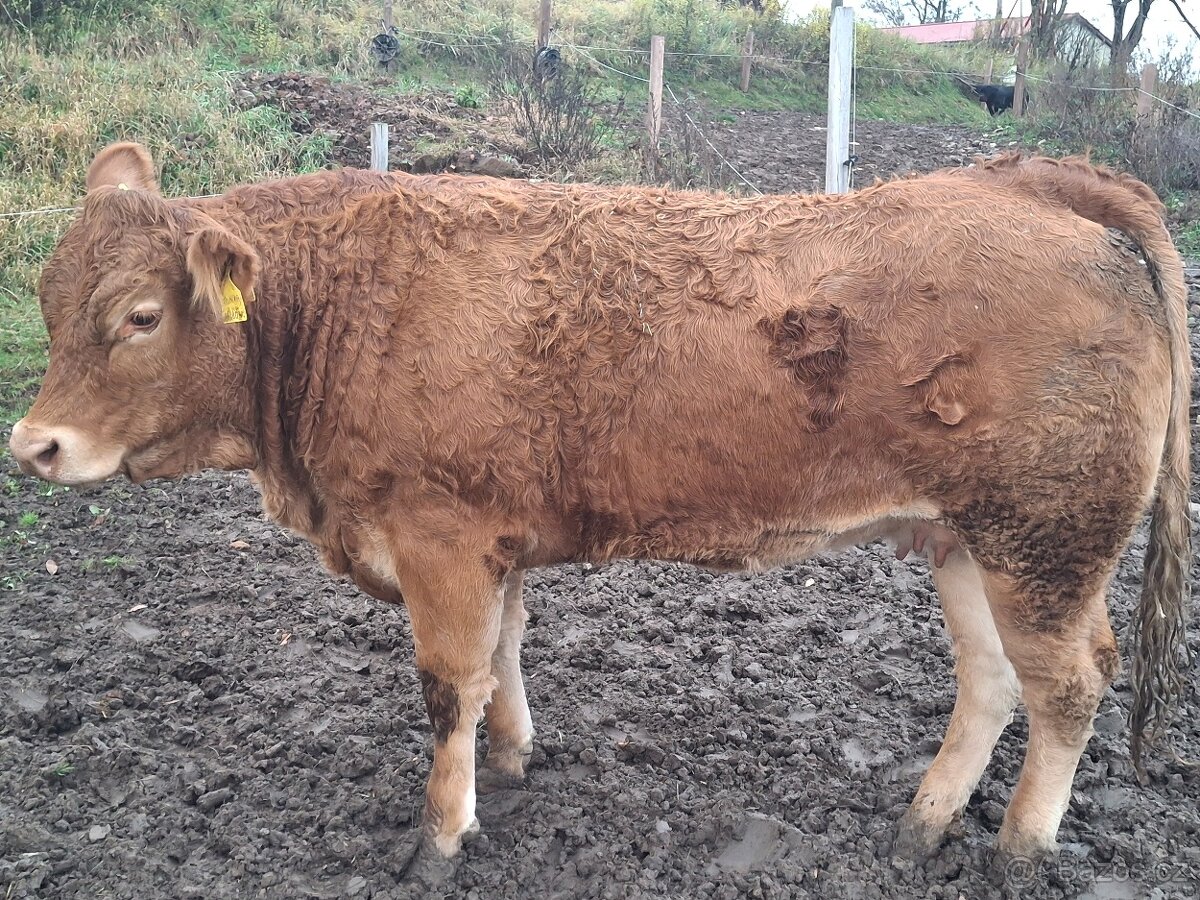 prodám jalovice limousin - 4