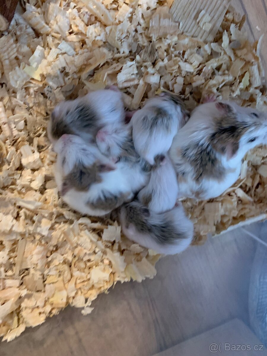 Křeček roborovsky - 4