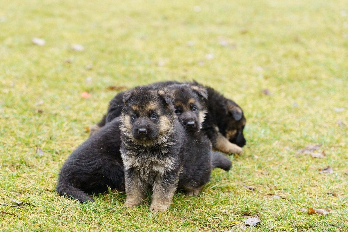Štěňata - Německého ovčáka - 4