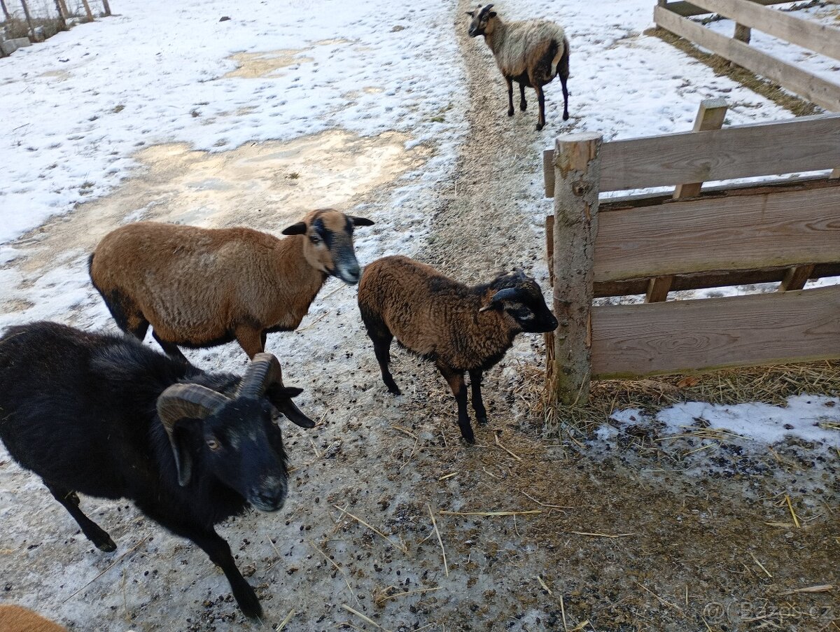 Kamerunský Beránek - 4