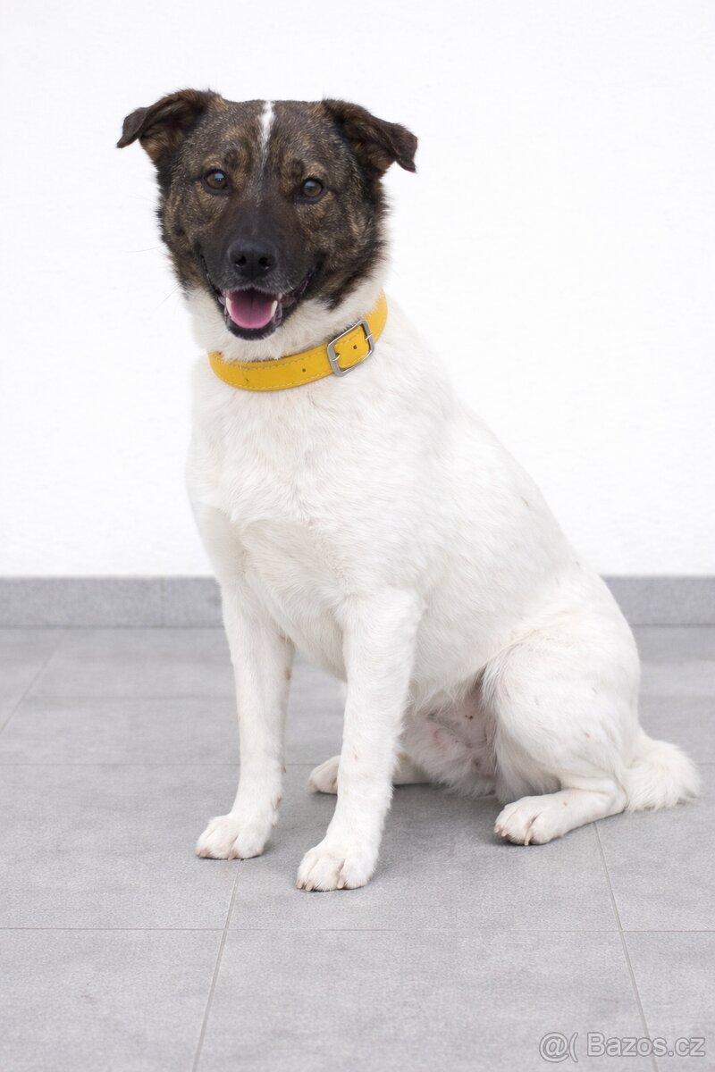 Peggy hledá domov - 4